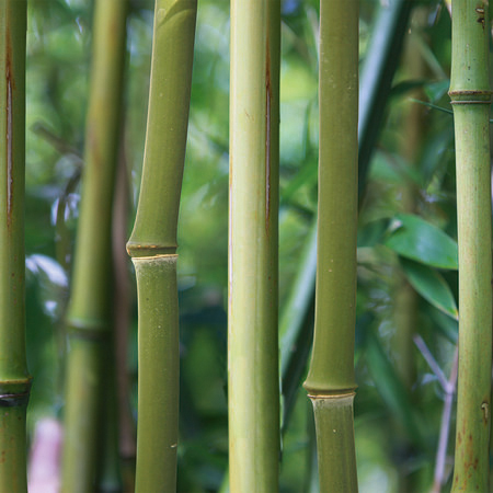 Bambus Fototapete Bambuswald mit Detailansicht
