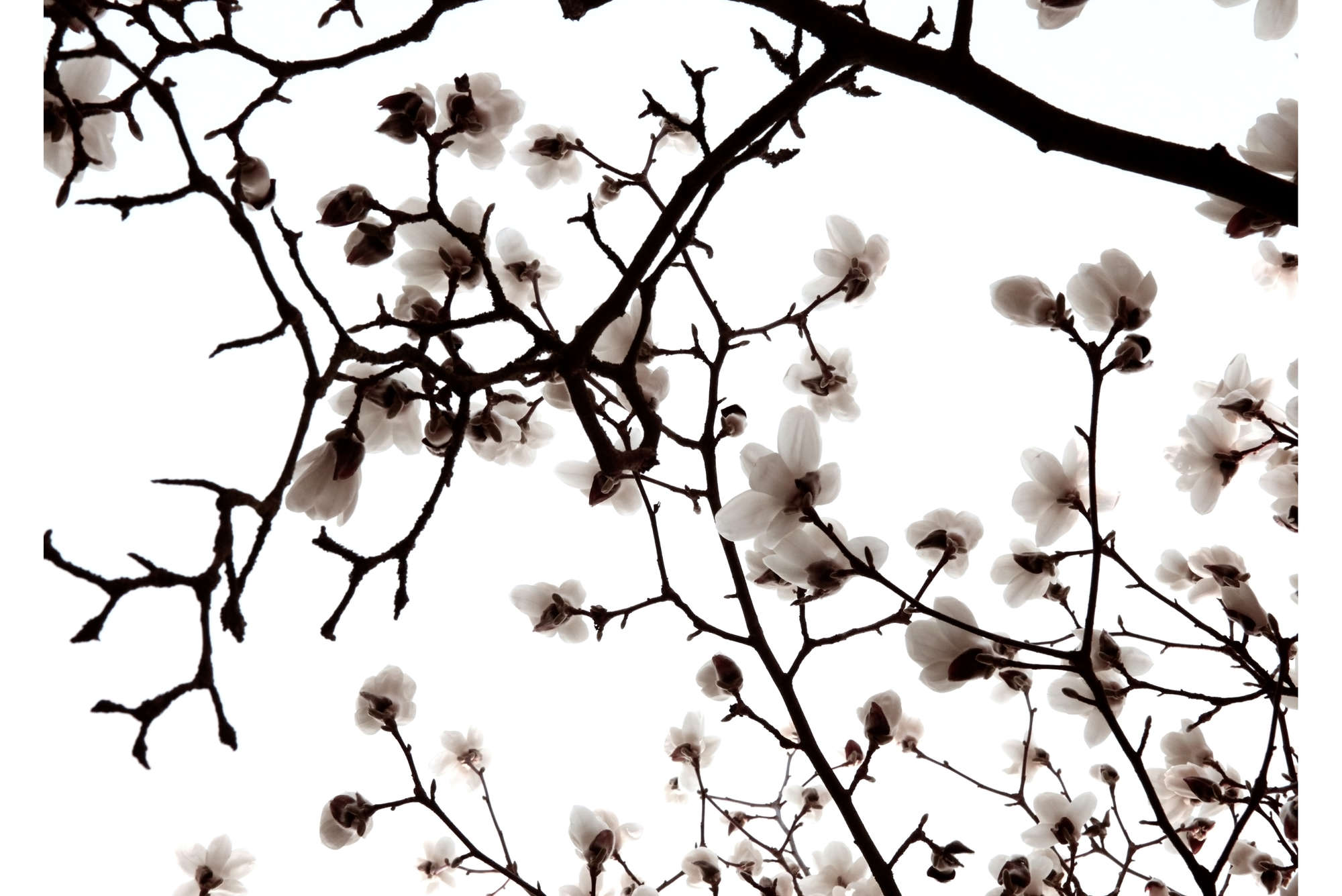             Fototapete weiße Blüten im Frühling – Premium Glattvlies
        