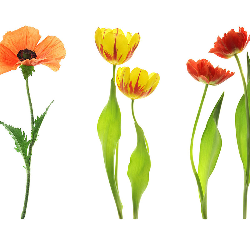 Fototapete einzelne Blumenvielfalt – Perlmutt Glattvlies
