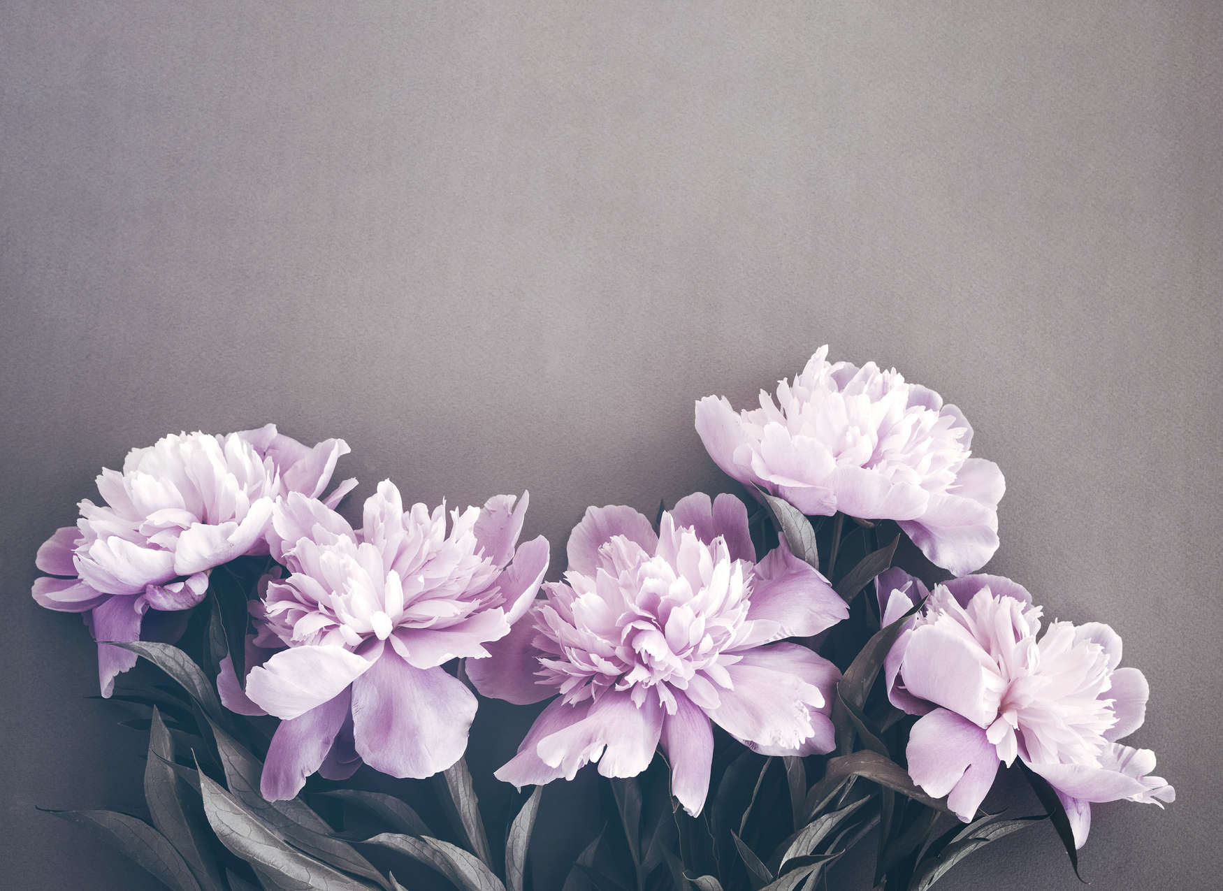             Fototapete Pfingstrosen florales Muster – Rosa, Grau
        
