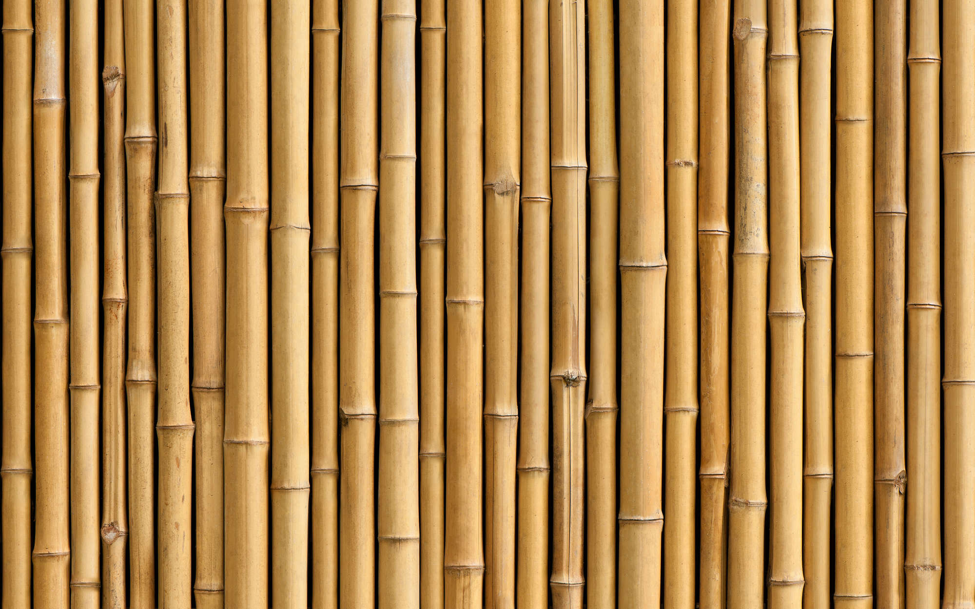             Fototapete Wand aus Bambus in Beige – Strukturiertes Vlies
        