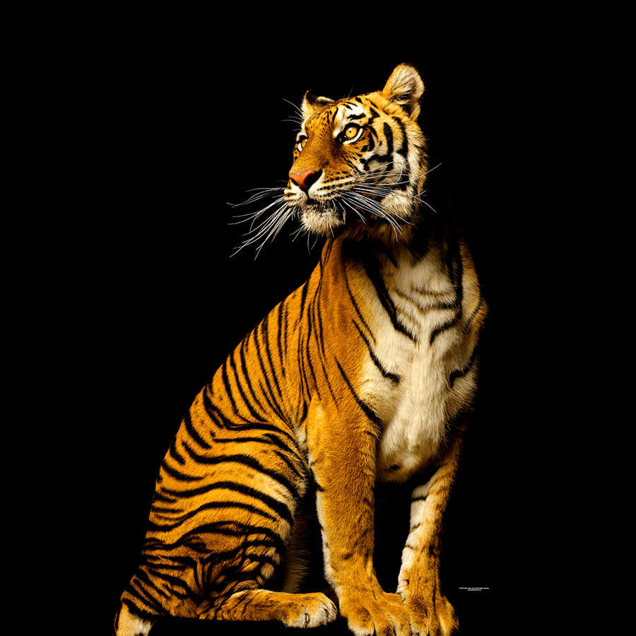 Tiger Fototapete vor schwarzem Hintergrund auf Premium Glattvlies
