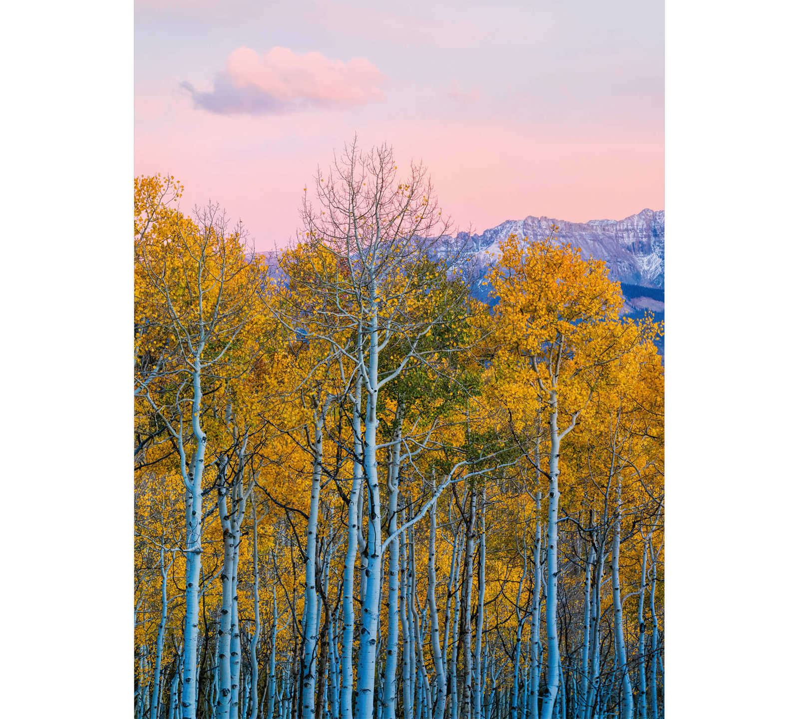 Fototapete Natur Bäume Birken – Gelb, Weiß, Grau
