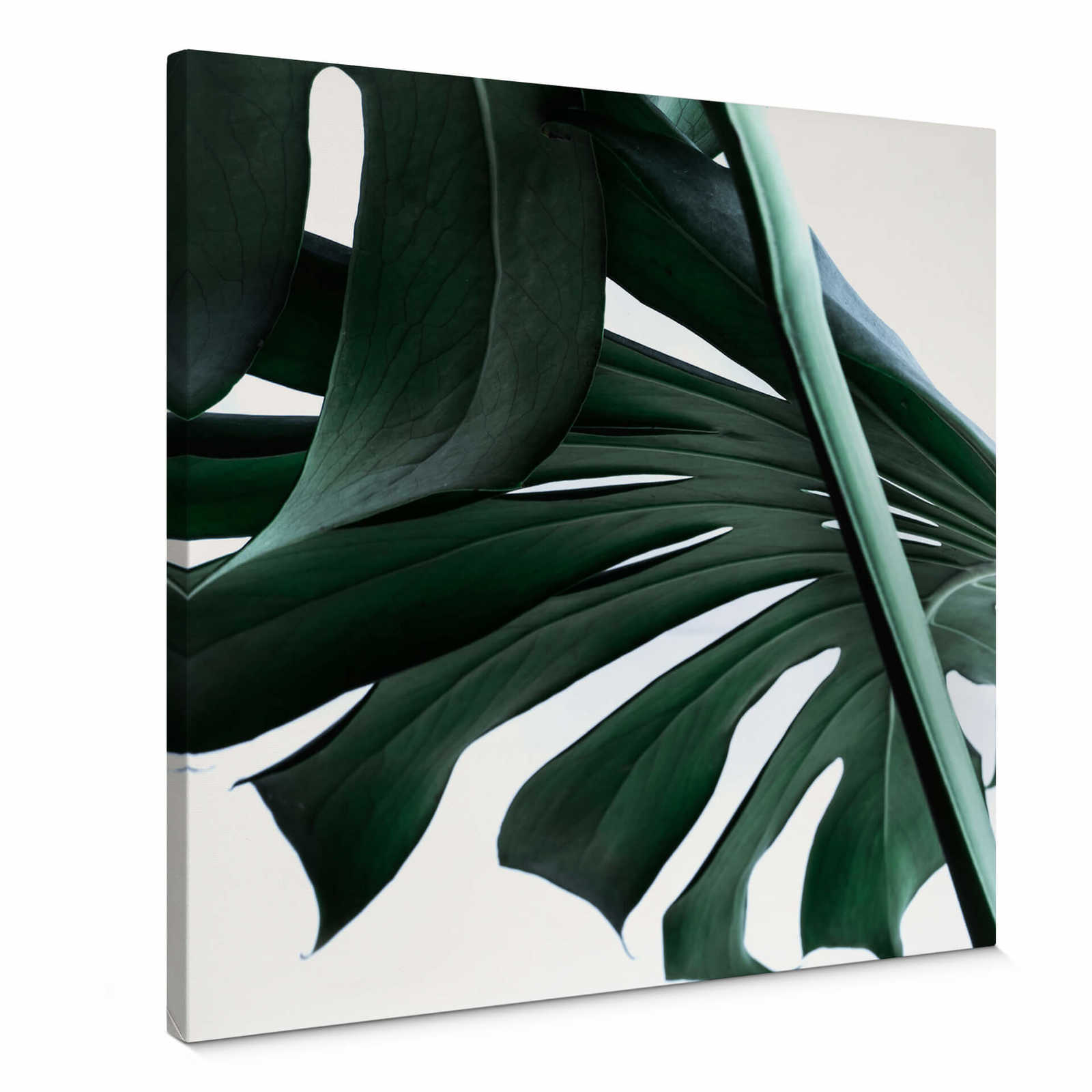 Quadratisches Leinwandbild Blatt Dschungel Optik – 0,50 m x 0,50 m
