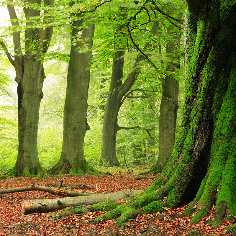 Natur Fototapete Wald mit Moosbäumen – Mattes Glattvlies

