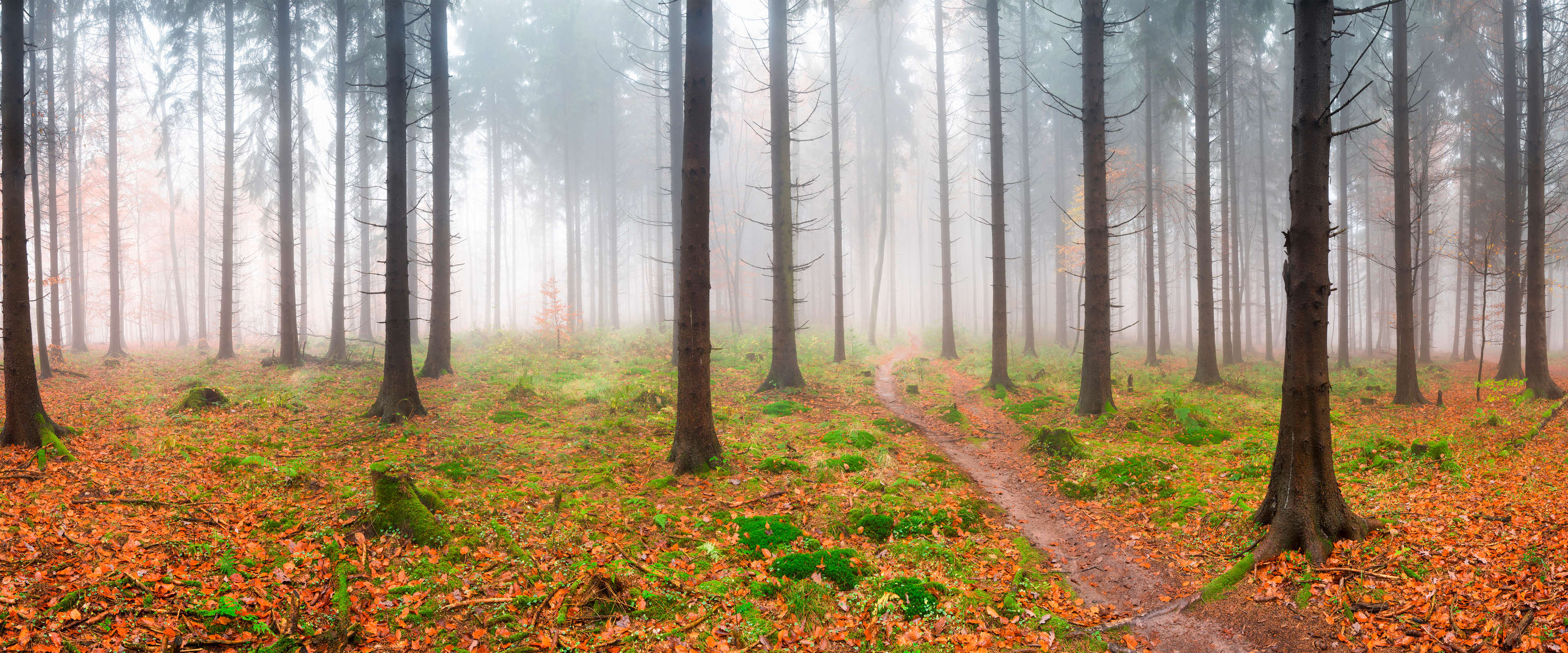             Wald Fototapete Fichten im Nebel & Wanderpfad
        