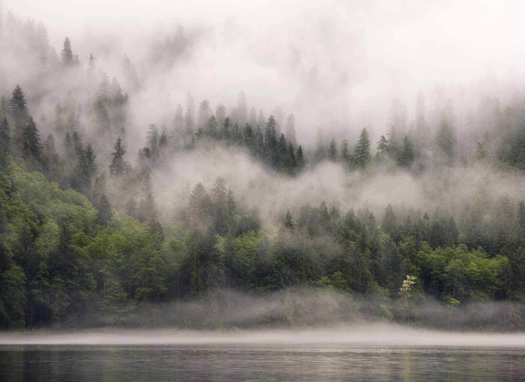             Fototapete vernebelter Wald am See – Grün, Weiß, Beige
        