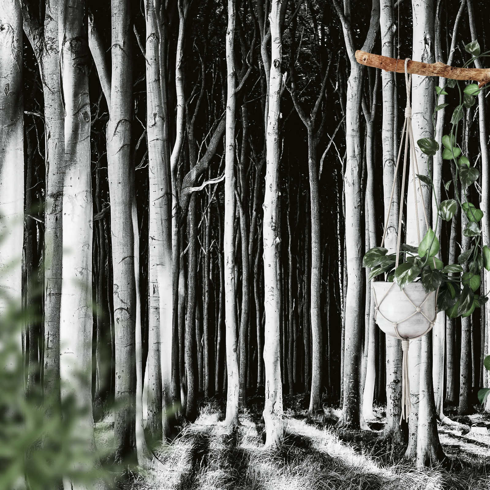             Fototapete Natur Geisterwald – Schwarz, Weiß, Grau
        
