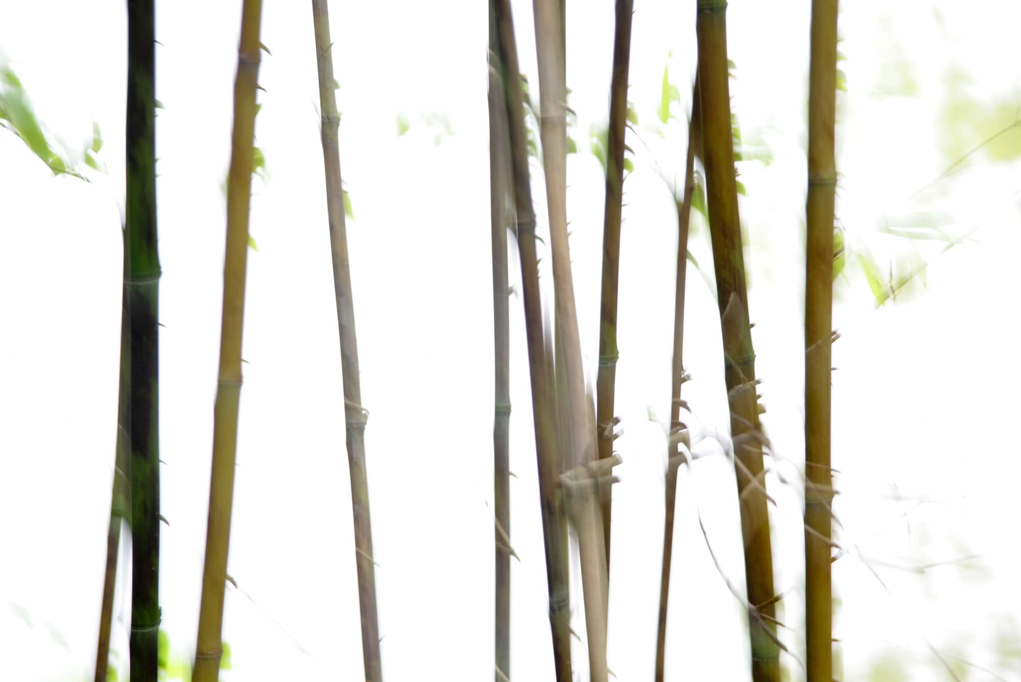             Fototapete mit Bambus verschwommen – Premium Glattvlies
        