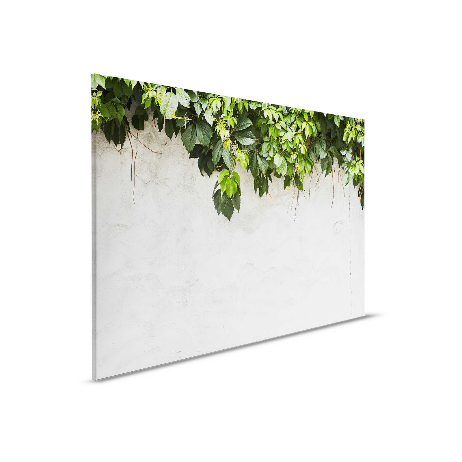 Leinwandbild Blätterranken vor Betonmauer – 0,90 m x 0,60 m
