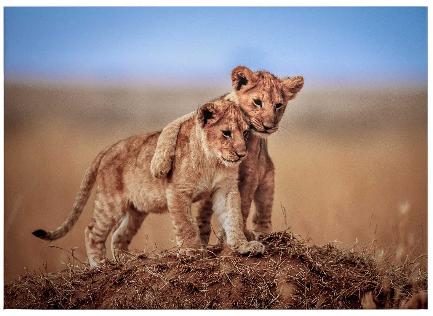             Leinwandbild Löwen Kinder in der Natur – 0,70 m x 0,50 m
        