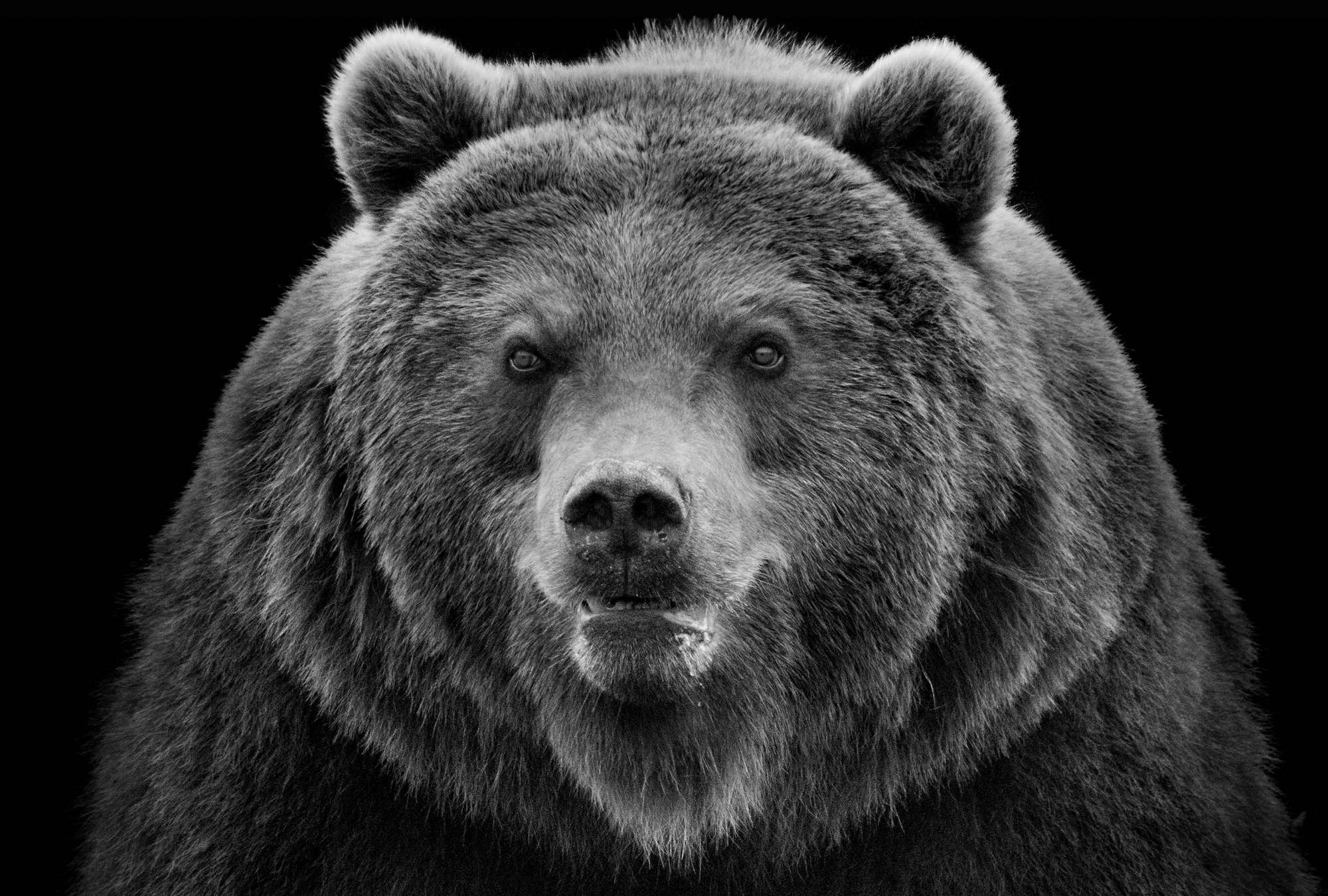             Fototapete Starker Grizzly Bär vor schwarzem Hintergrund
        