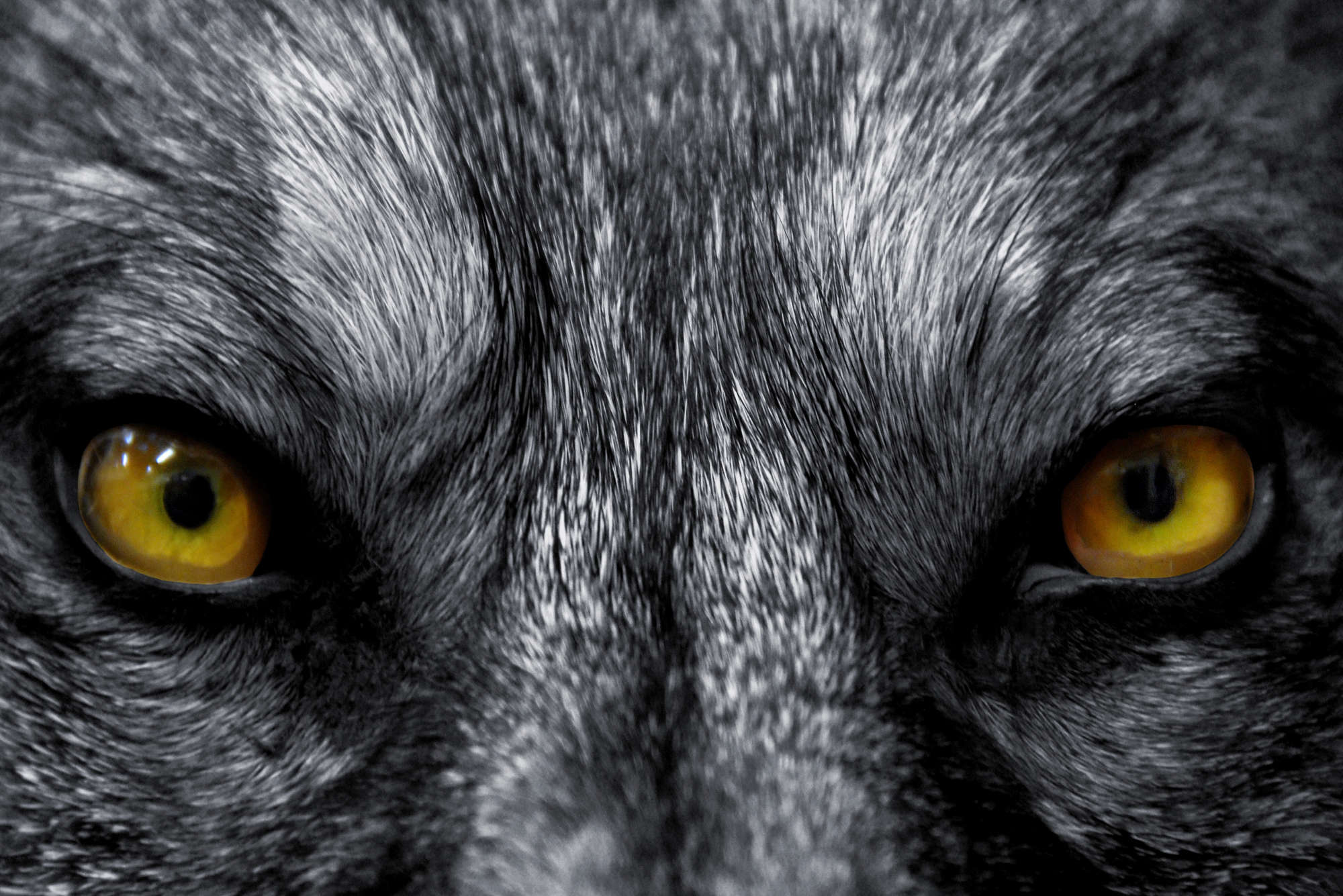             Tier Fototapete Nahaufnahme von Wolfsaugen – Strukturiertes Vlies
        