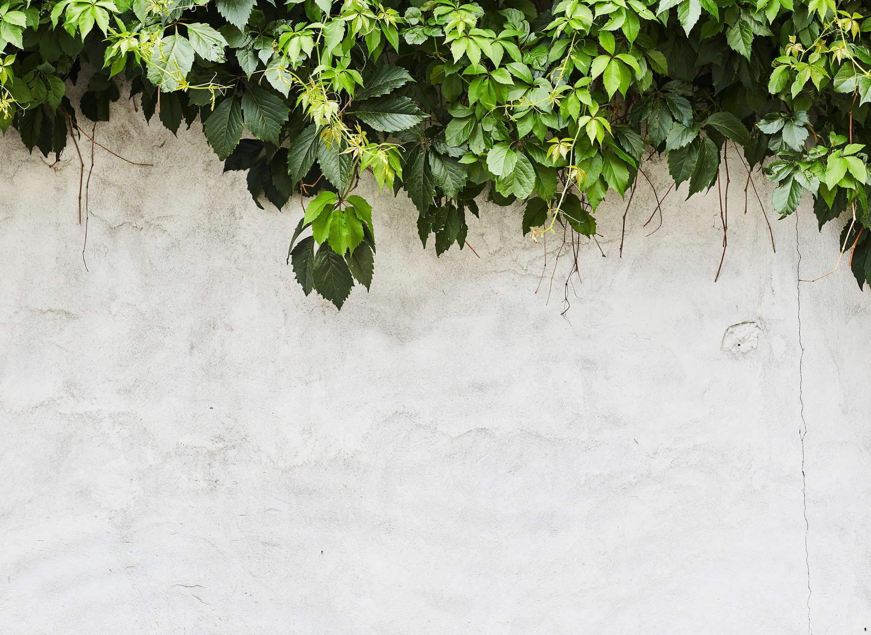             Fototapete Blätterranken vor Betonmauer – Grün, Creme
        