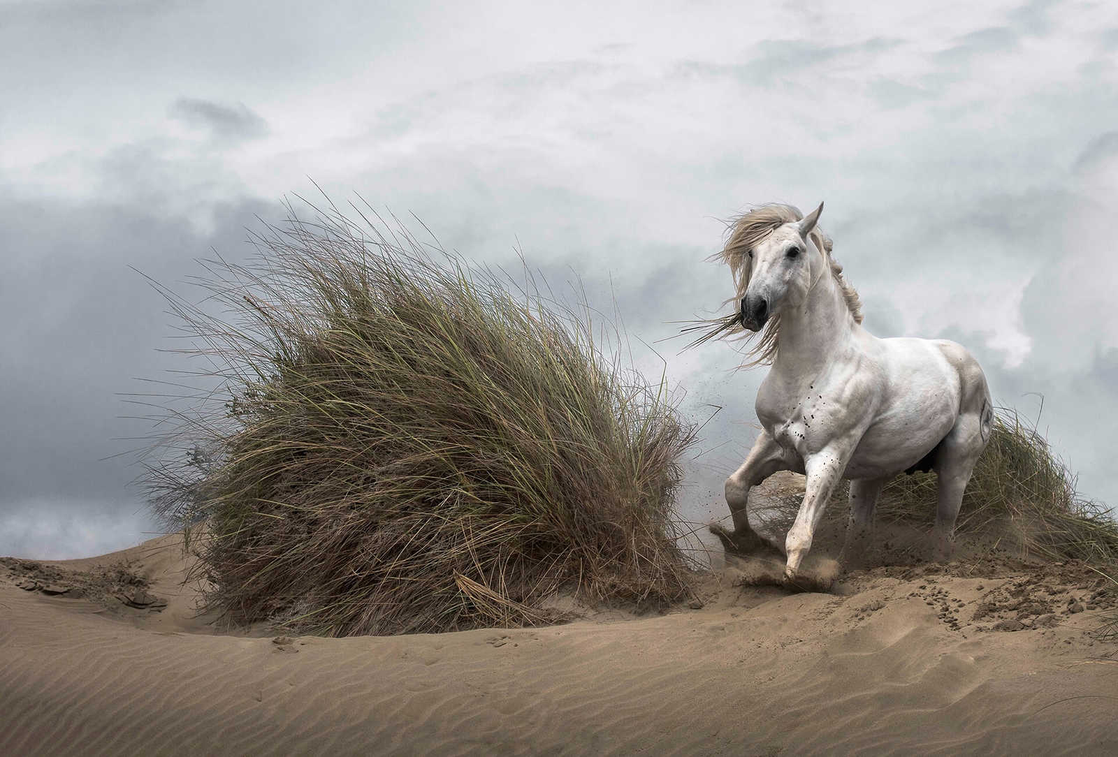        Fototapete Wildpferd am Strand – Weiß, Beige, Grau
    
