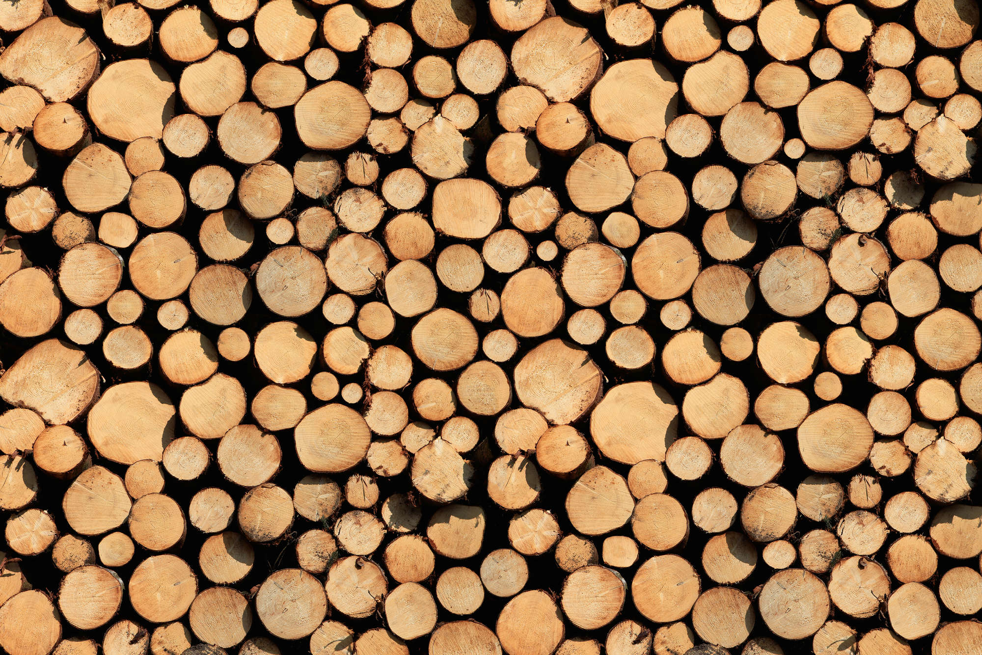             Holz Fototapete gestapeltes Holz auf Premium Glattvlies
        