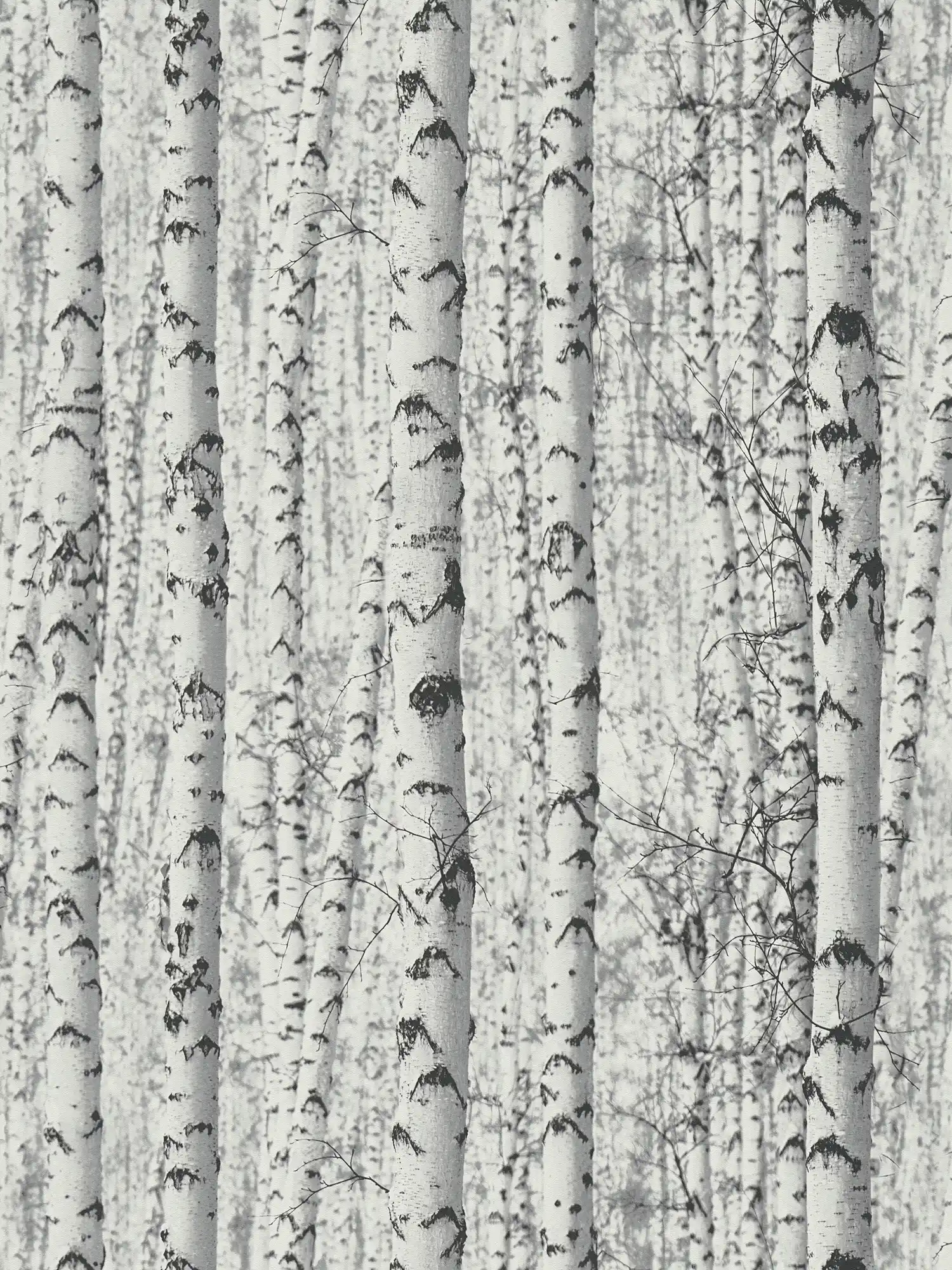 Schwarz-Weiß Tapete Birken-Wald 3D – Weiß, Schwarz
