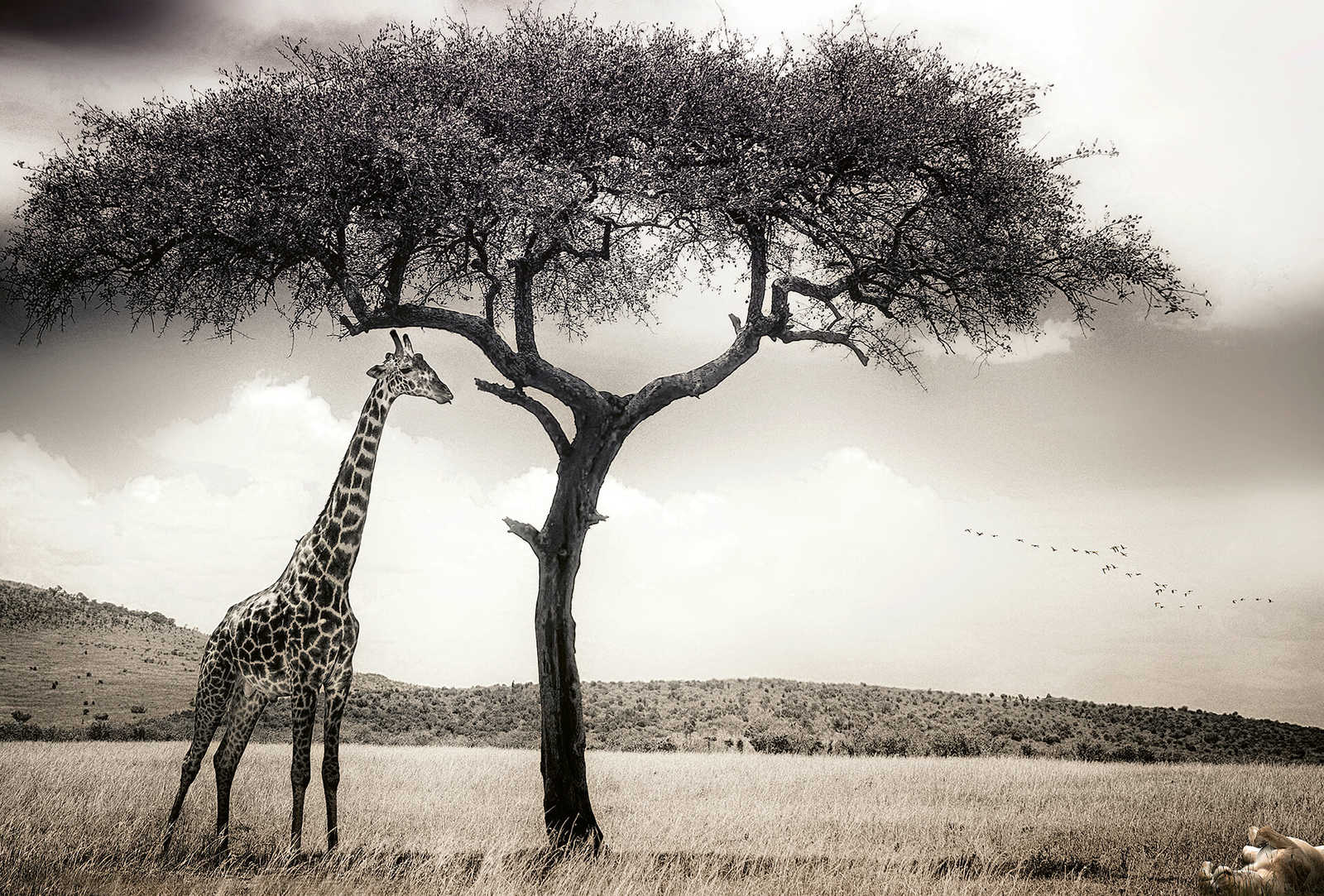         Fototapete Safari Tier Giraffe – Grau, Weiß, Schwarz
    