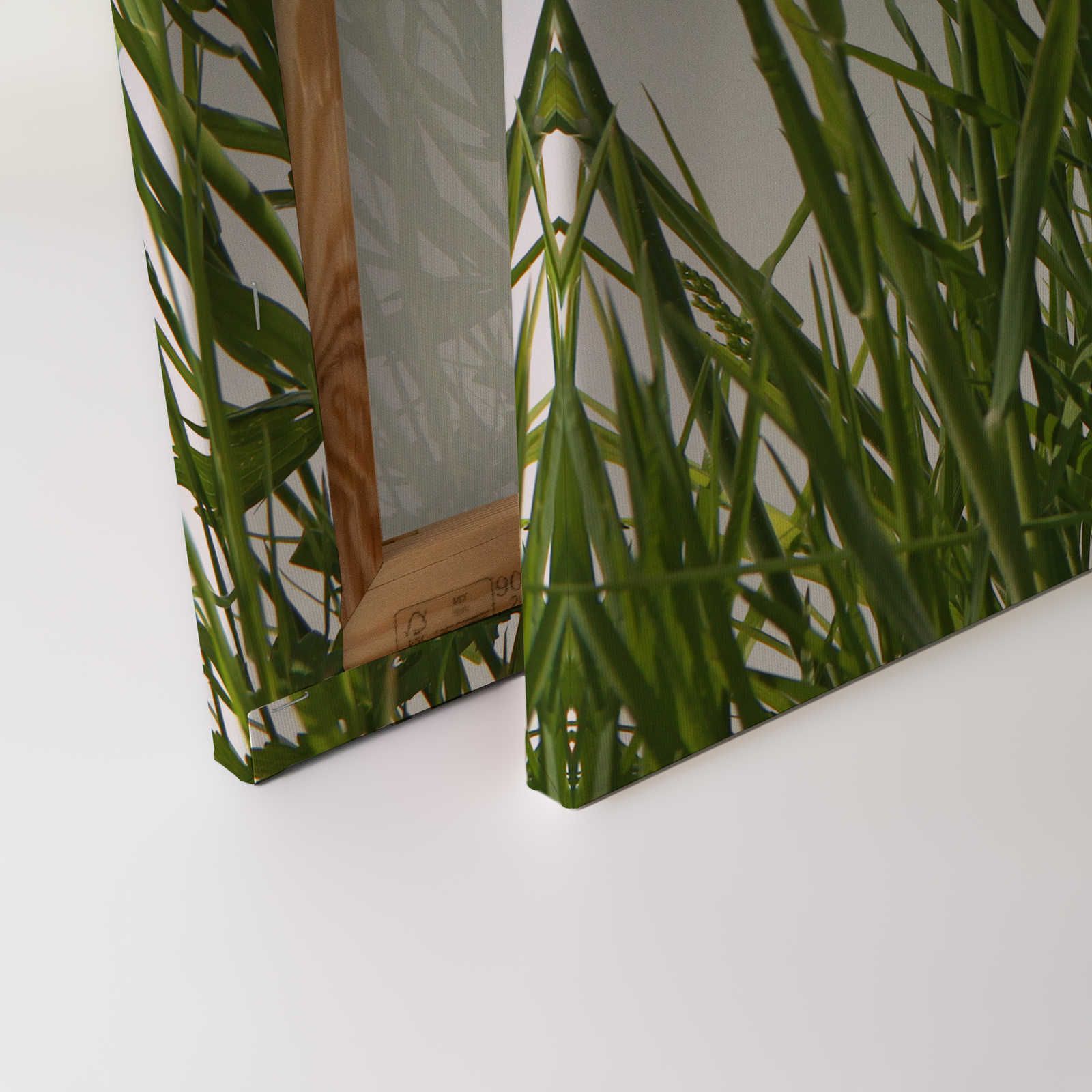             Leinwandbild Gräser Detail mit weißem Hintergrund – 0,90 m x 0,60 m
        