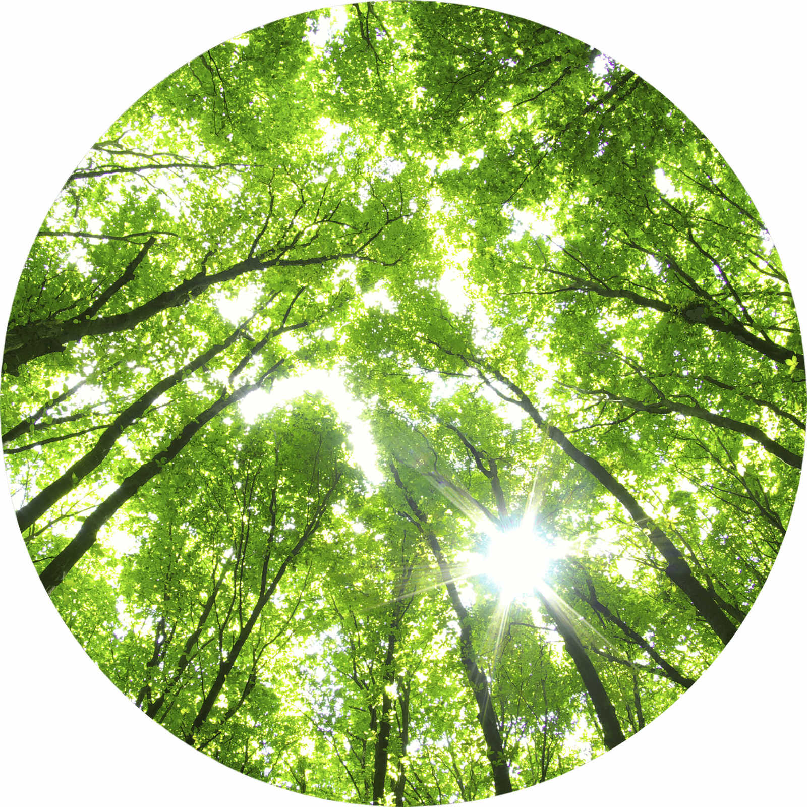         Fototapete rund Baumkronen im Sonnenschein – Grün
    