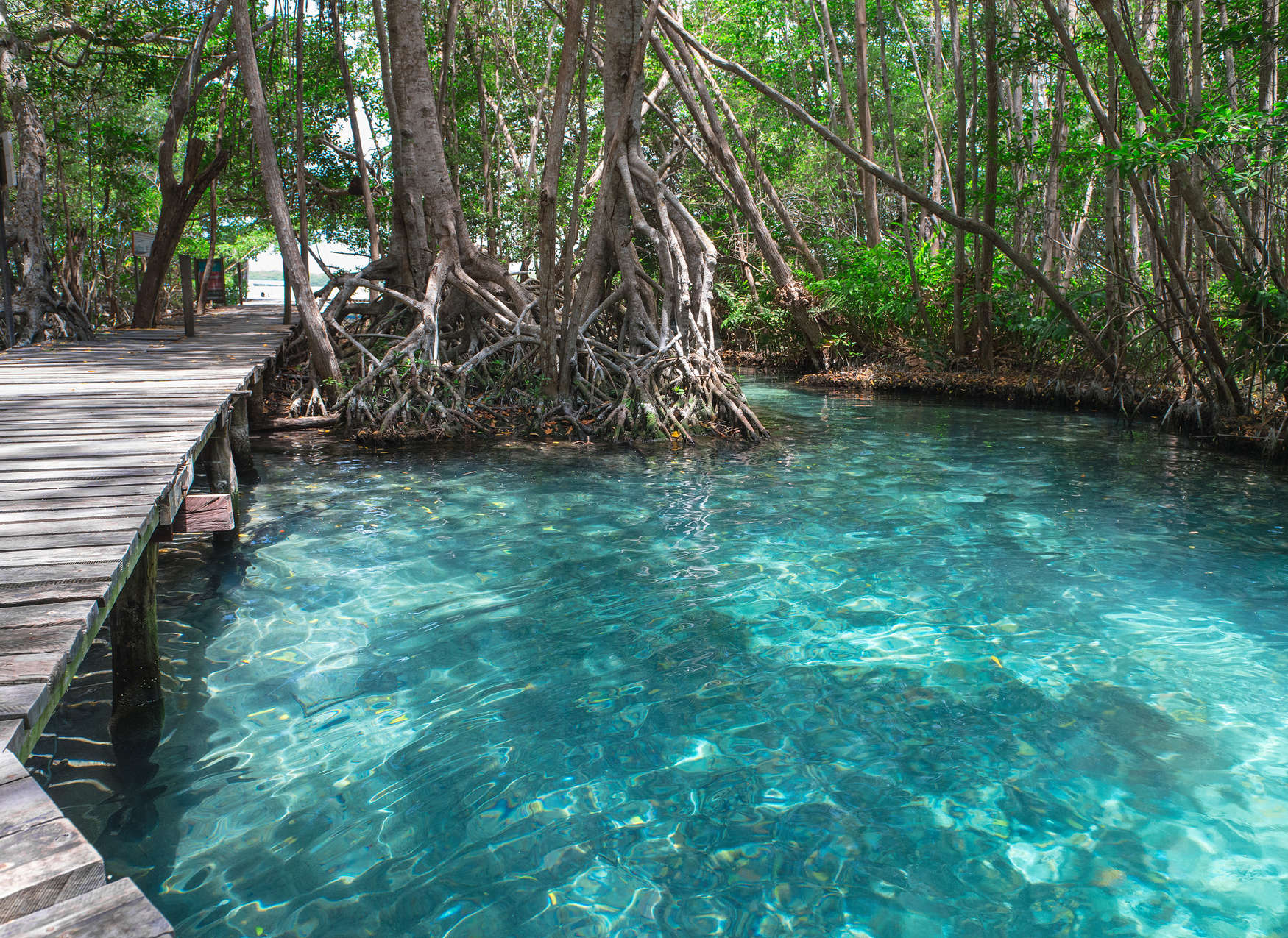             Holzweg über einen See im Dschungel – Blau, Braun, Grün
        