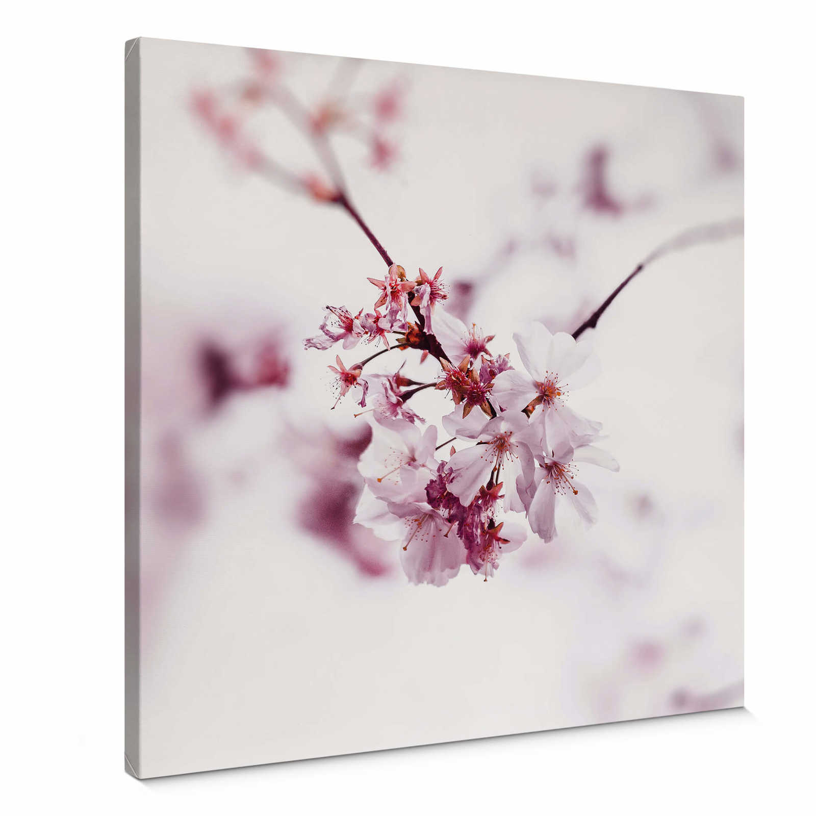         Kirschblüte auf quadratischem Leinwandbild – 0,50 m x 0,50 m
    