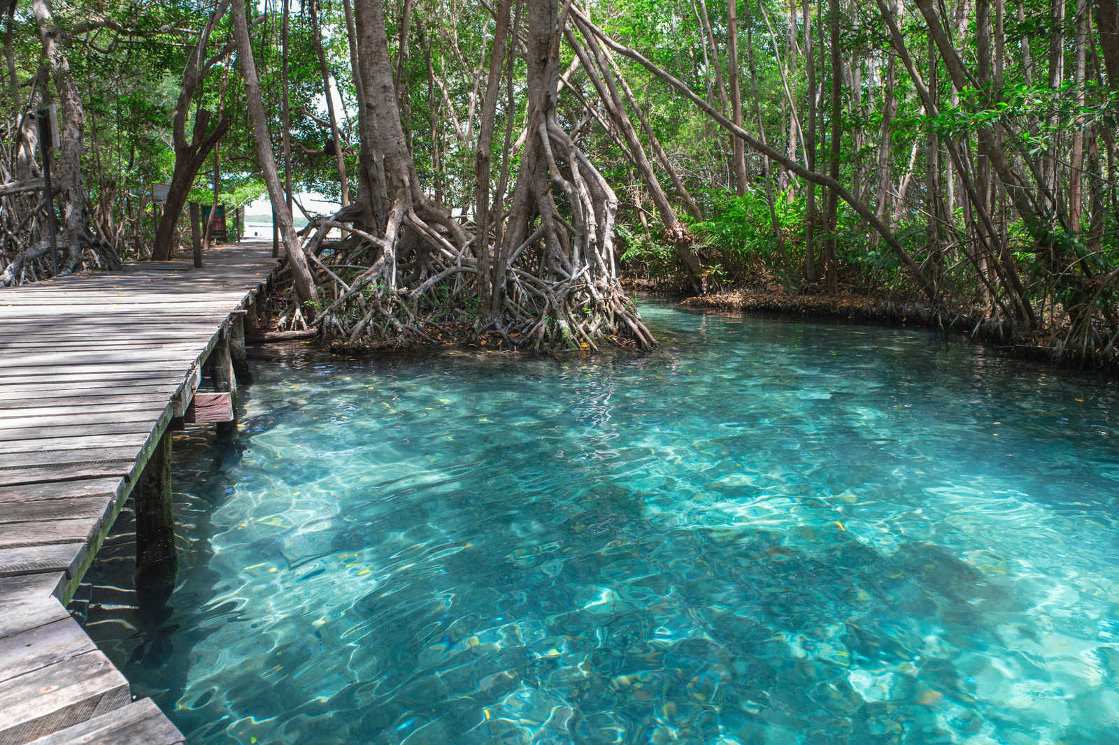             Leinwand mit Holzweg über einen See im Dschungel – 0,90 m x 0,60 m
        