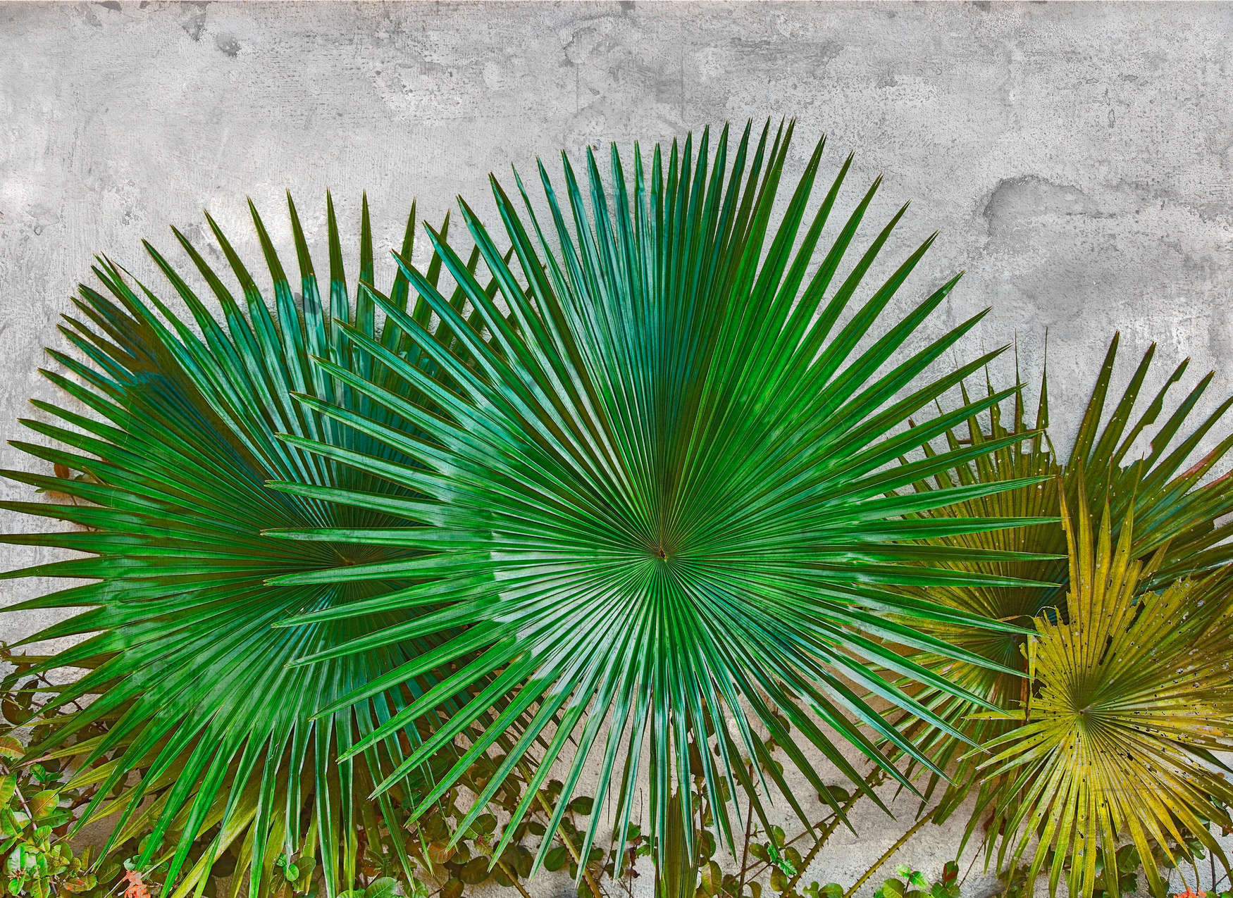            Fototapete Agavenblätter vor Betonwand – Grün, Grau
        