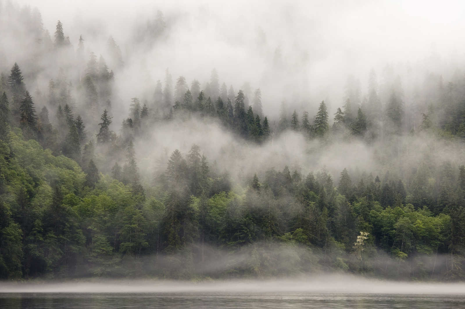             Leinwandbild vernebelter Wald am See – 0,90 m x 0,60 m
        