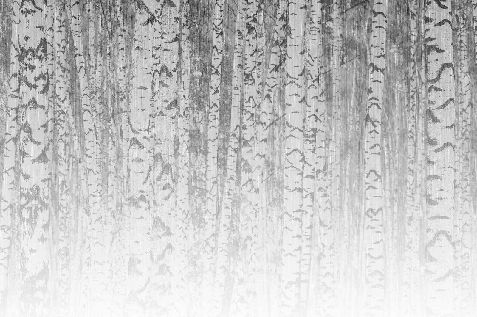             Leinwandbild helle Birken Baumstämme im nebligen Wald – 0,90 m x 0,60 m
        