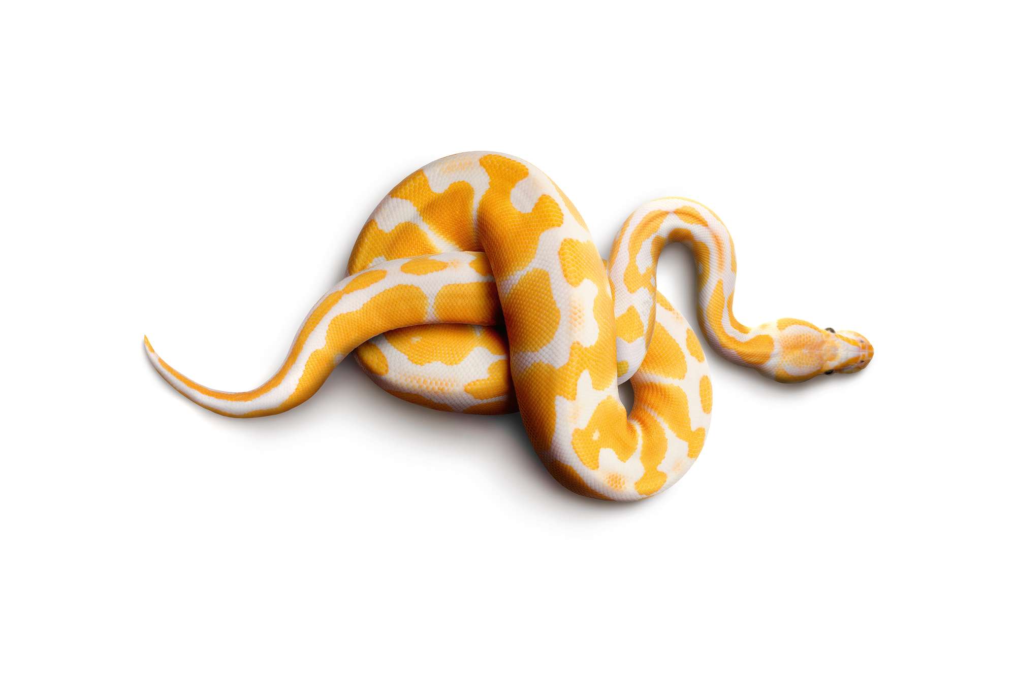             Albino-Python – Fototapete Schlange
        