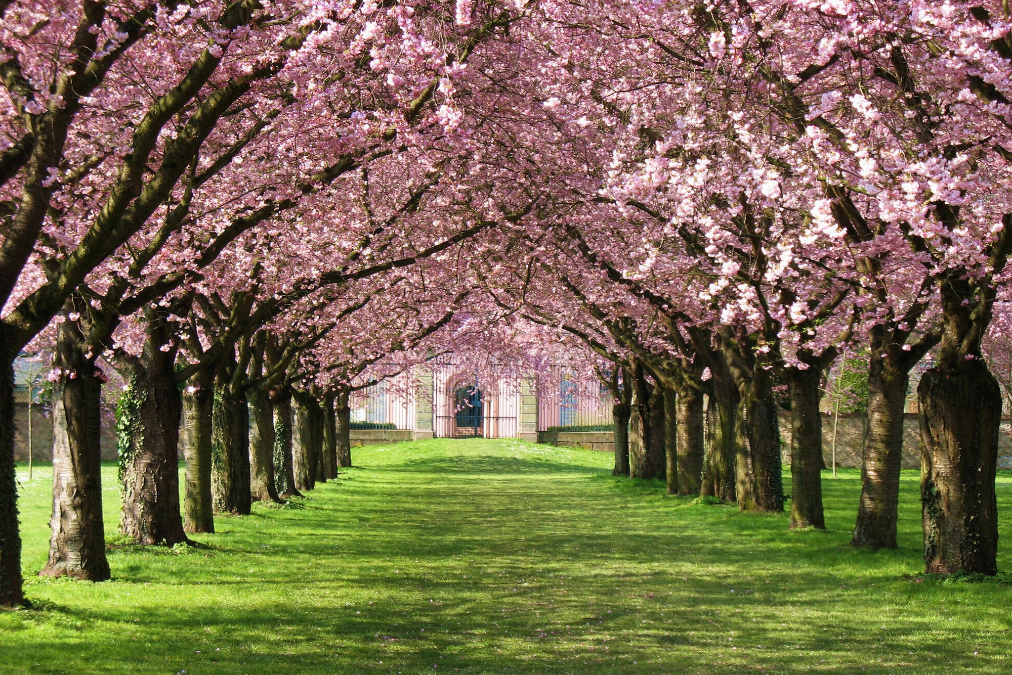             Fototapete Allee mit Bäumen und Blüten – Premium Glattvlies
        