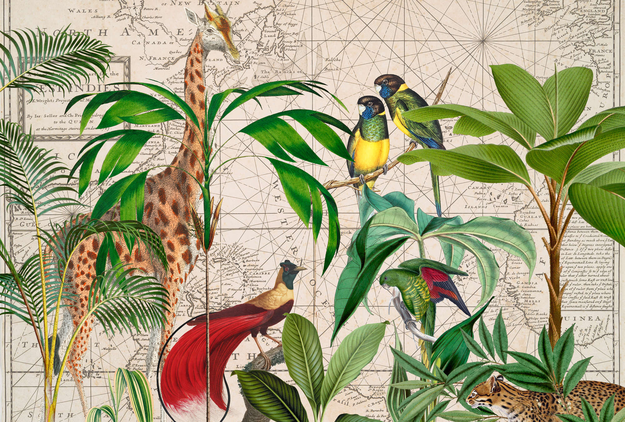             Wildtier Fototapete Vögel & Giraffen mit Retro Landkarte im Collage Stil
        