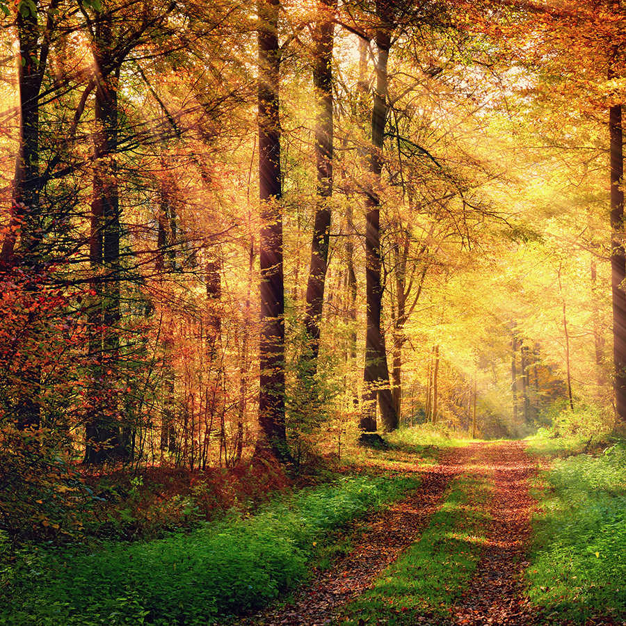 Natur Fototapete Waldweg im Herbst auf Perlmutt Glattvlies
