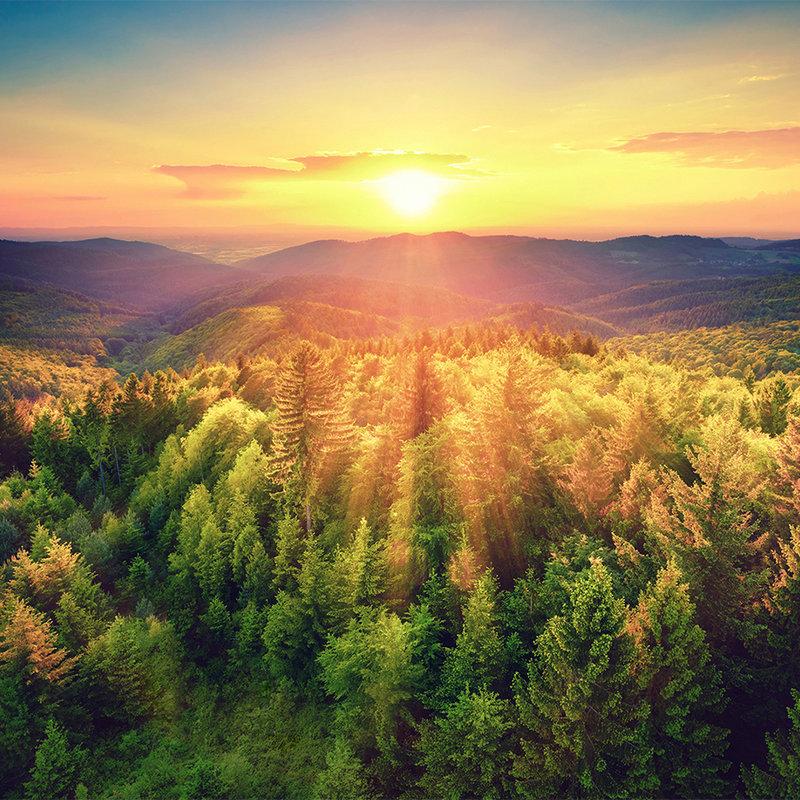 Natur Fototapete Wald im Sonnenuntergang – Strukturiertes Vlies
