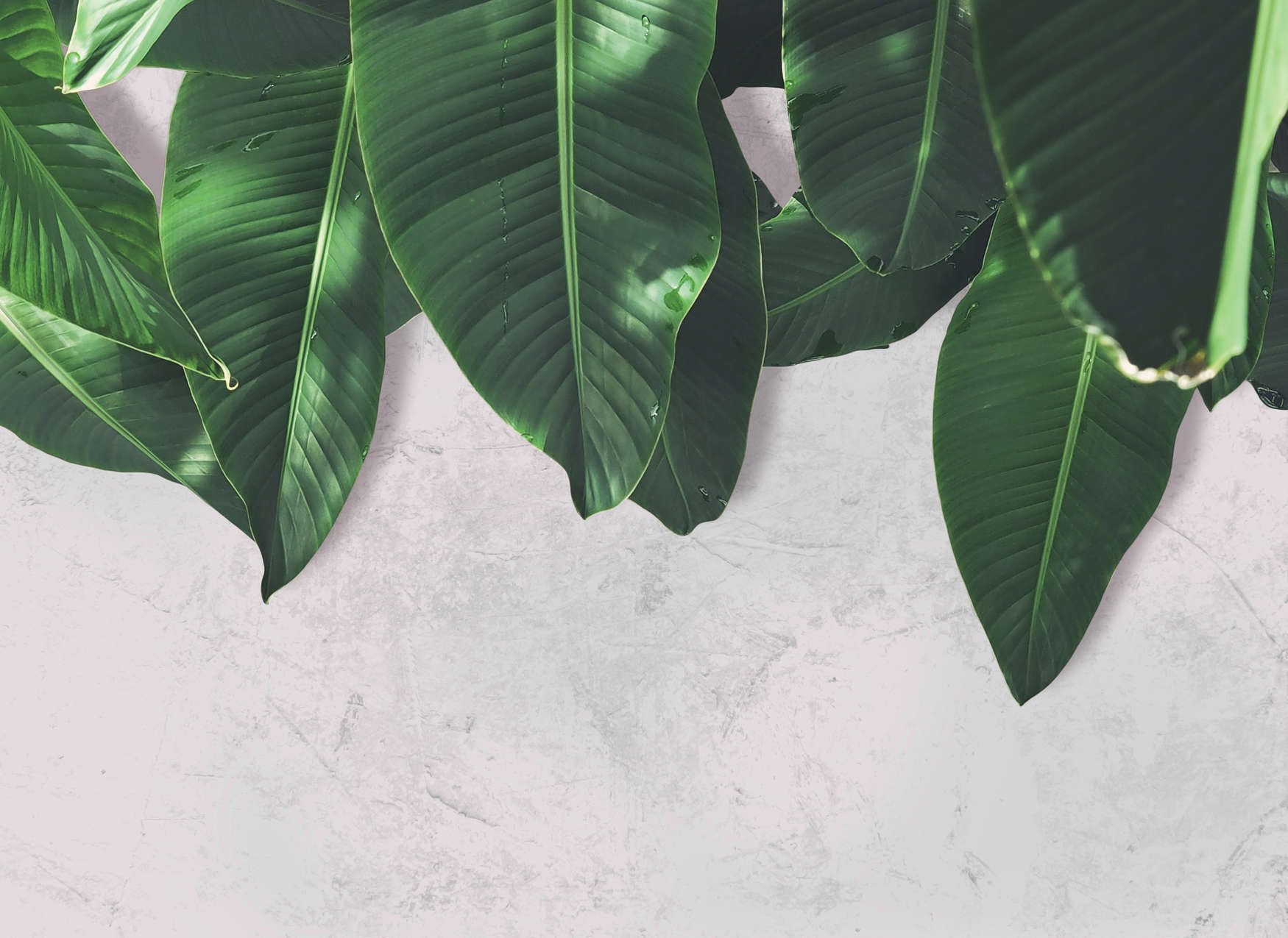             Palmblätter Fototapete Blätterwand – Grau, Grün
        