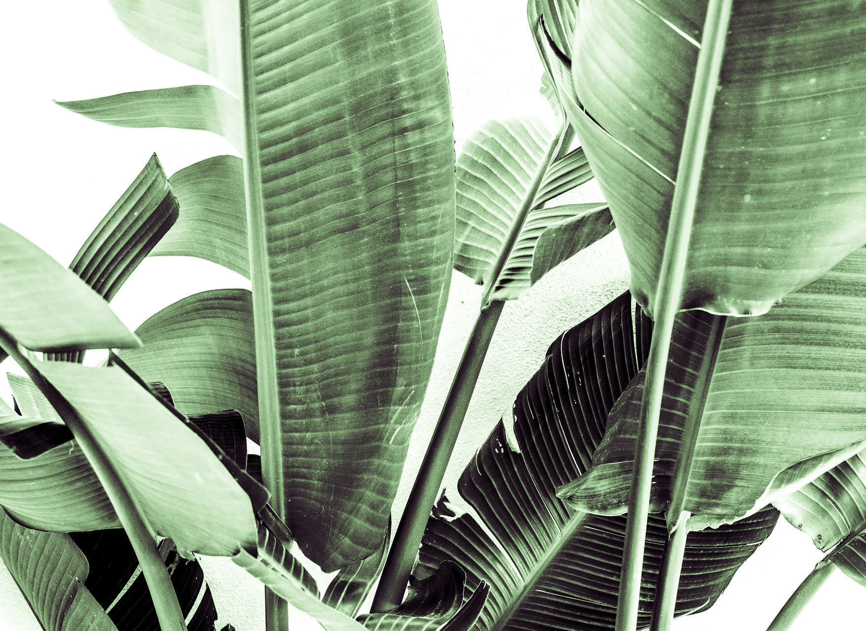             Fototapete Detailaufnahme von Palmenblättern – Grün, Weiß
        