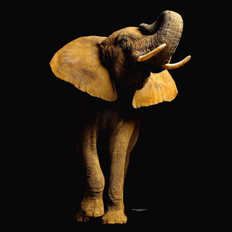 Elefanten Fototapete vor schwarzem Hintergrund auf Premium Glattvlies
