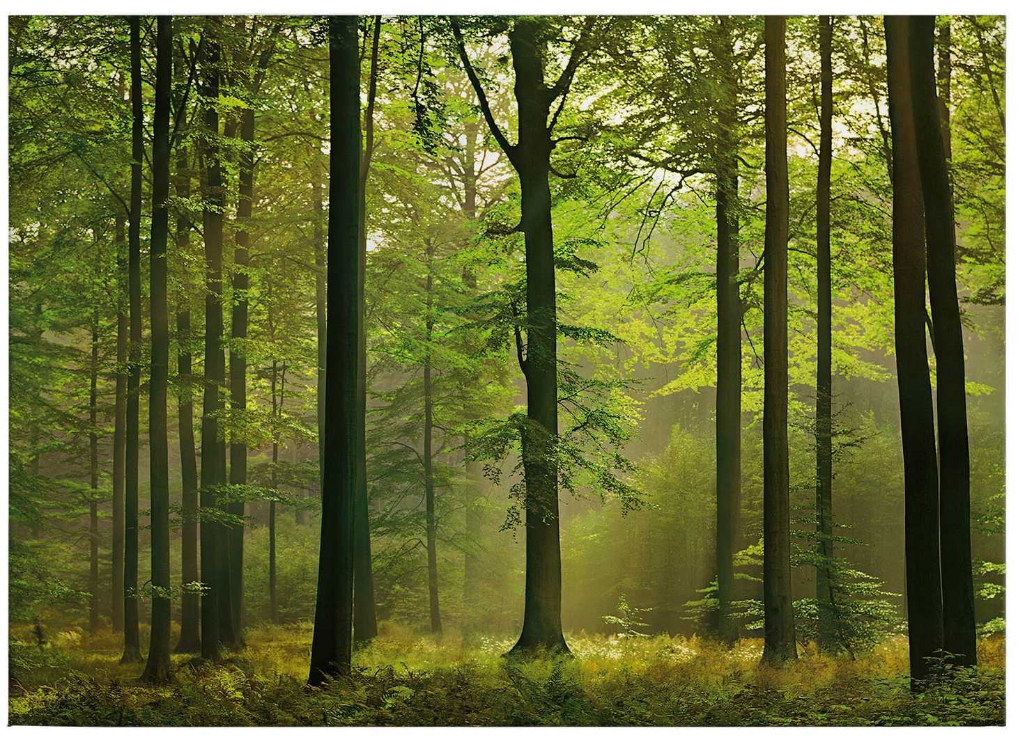             Leinwandbild Wald-Motiv Herbstblättern – 0,70 m x 0,50 m
        