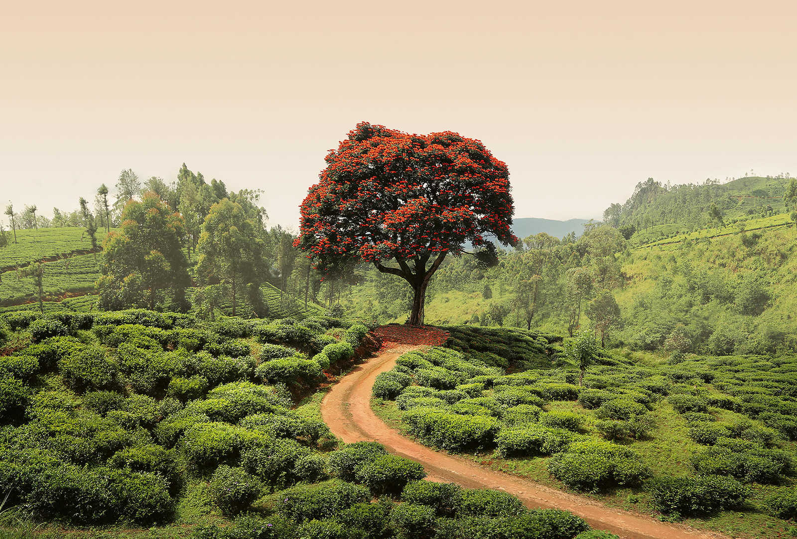 Fototapete Landschaft in Sri Lanka – Grün, Rot, Braun
