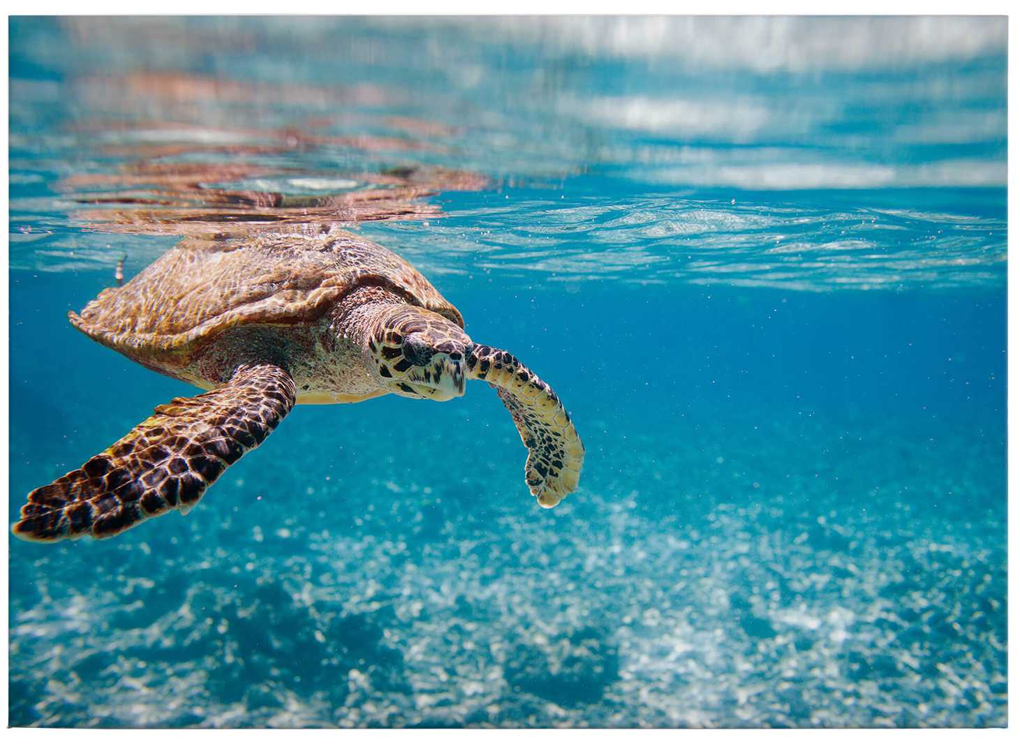             Unterwasser Leinwandbild mit Schildkröte – 0,70 m x 0,50 m
        