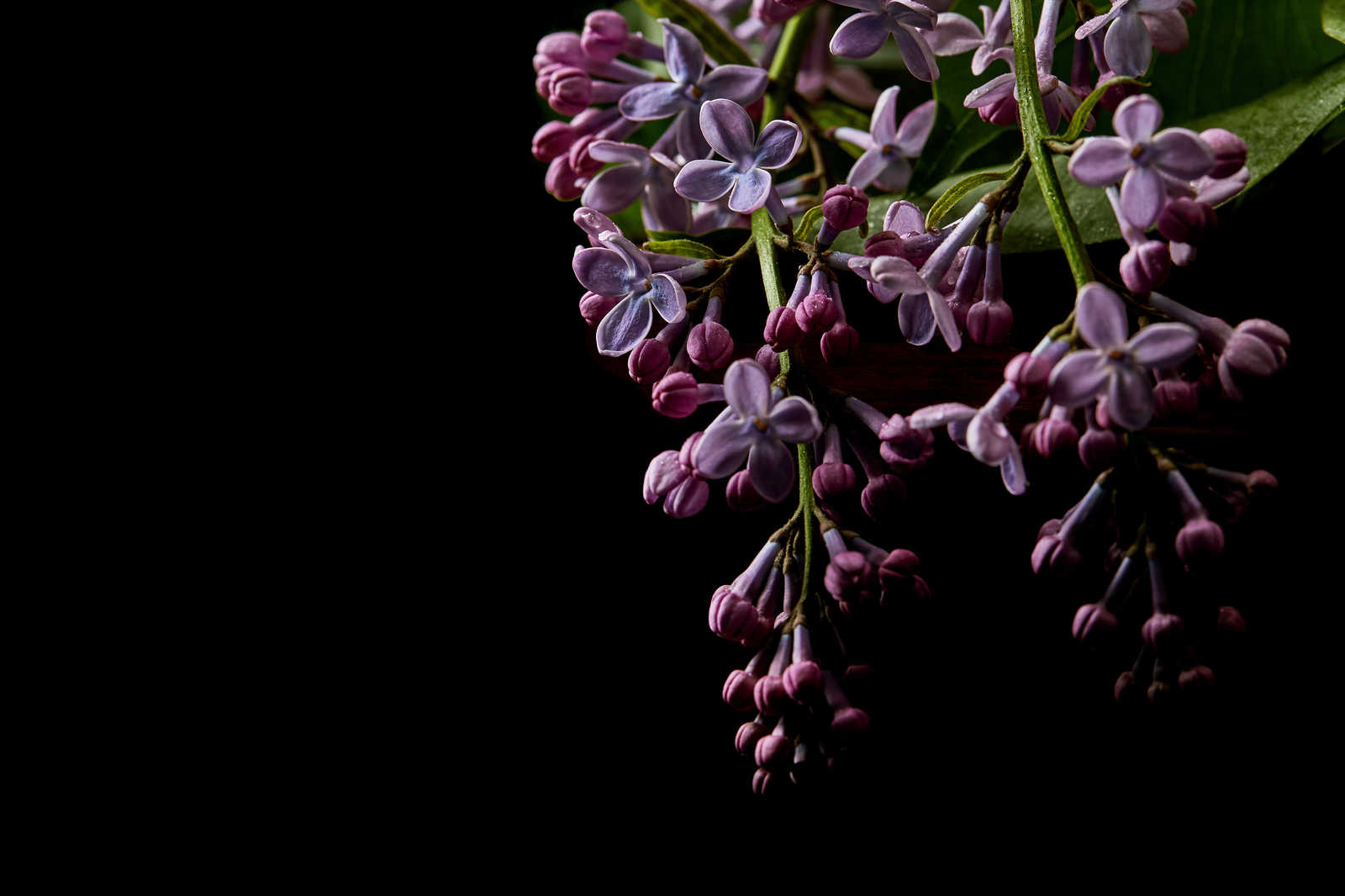             Leinwandbild Blüten auf schwarzen Hintergrund Close-Up – 0,90 m x 0,60 m
        