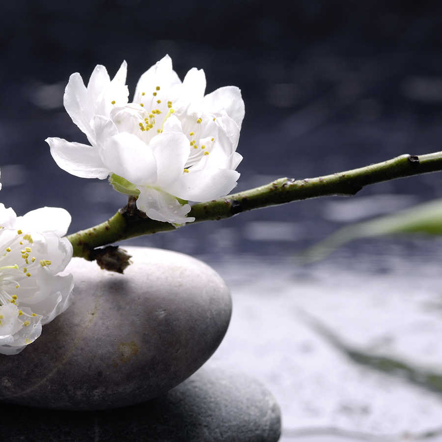 Spa Fototapete weiße Blumen auf Steinen auf Perlmutt Glattvlies
