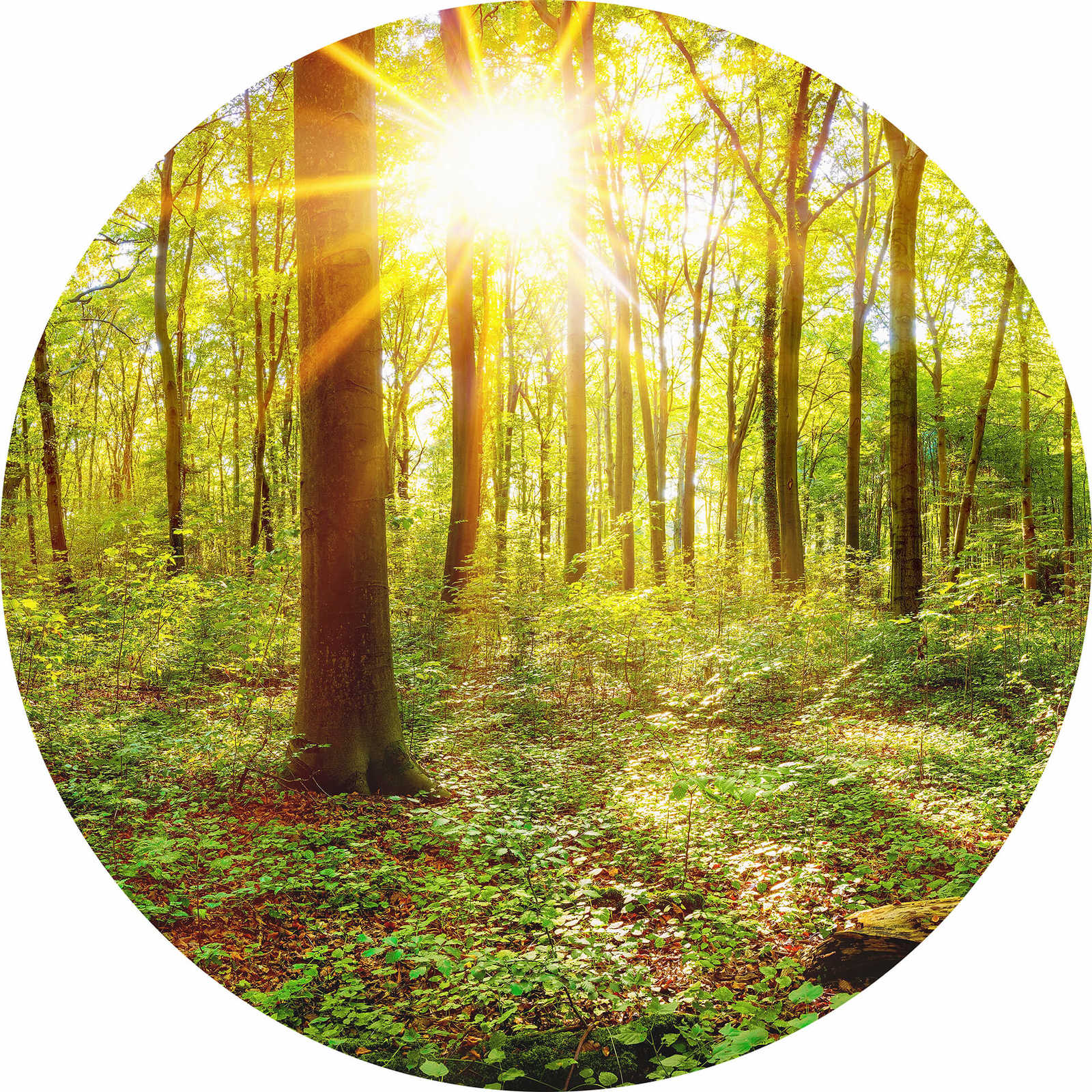         Fototapete rund sonniger Wald – Grün, Braun
    