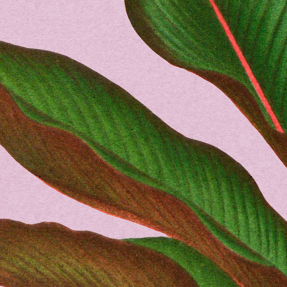             Leaf Garden 3 – Blätter Fototapete Rosa mit tropisches Farnblatt
        