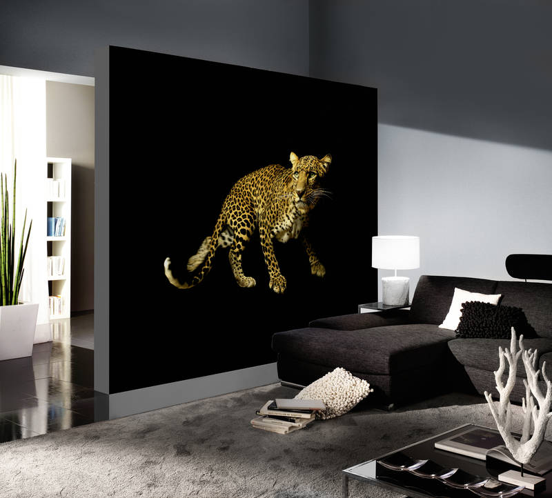             Leopard Fototapete vor schwarzem Hintergrund auf Premium Glattvlies
        