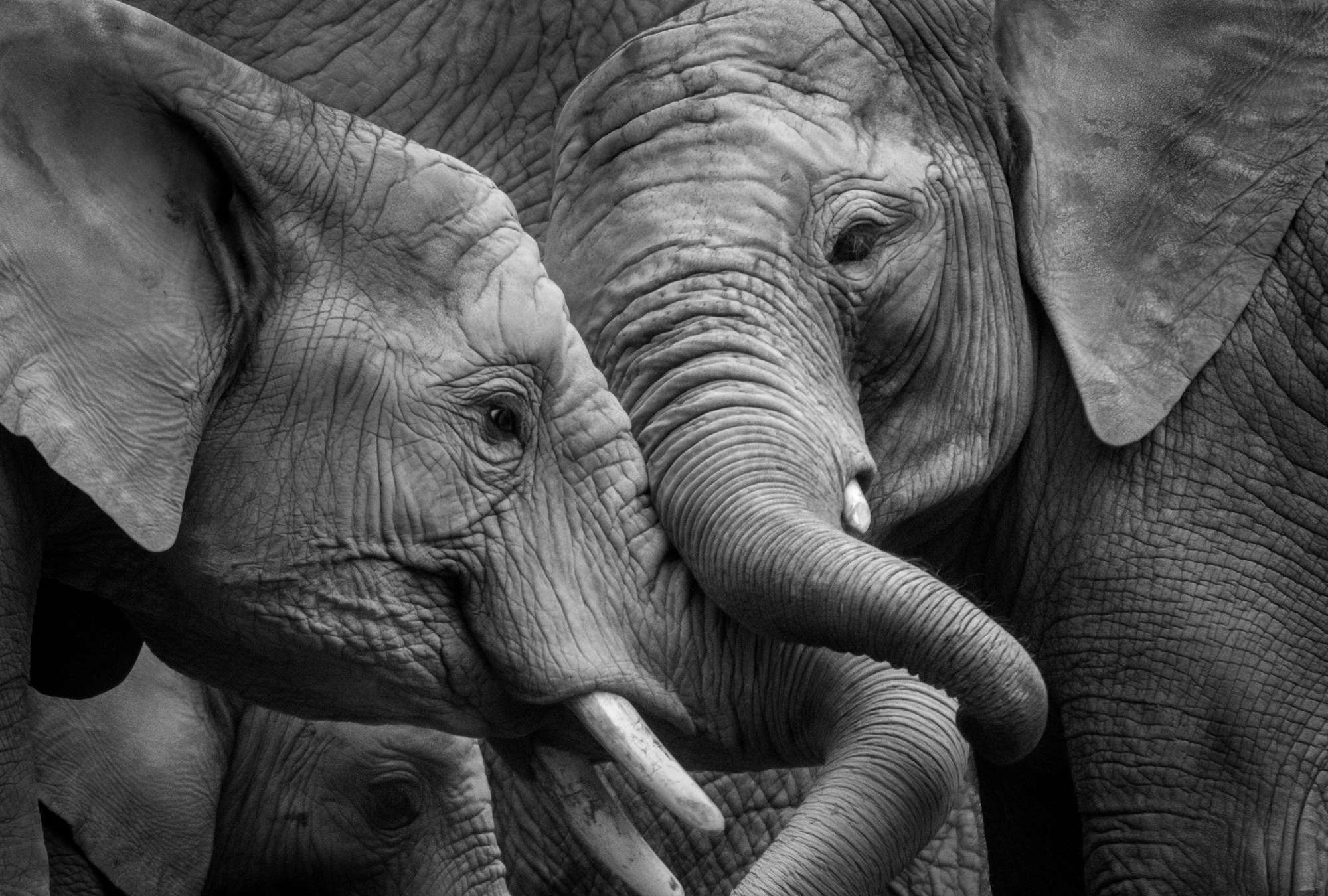             Fototapete Elefanten – Nahaufnahme Schwarz-Weiß
        