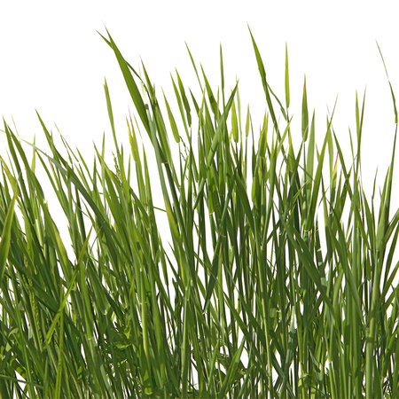 Fototapete Gräser Detail mit weißem Hintergrund
