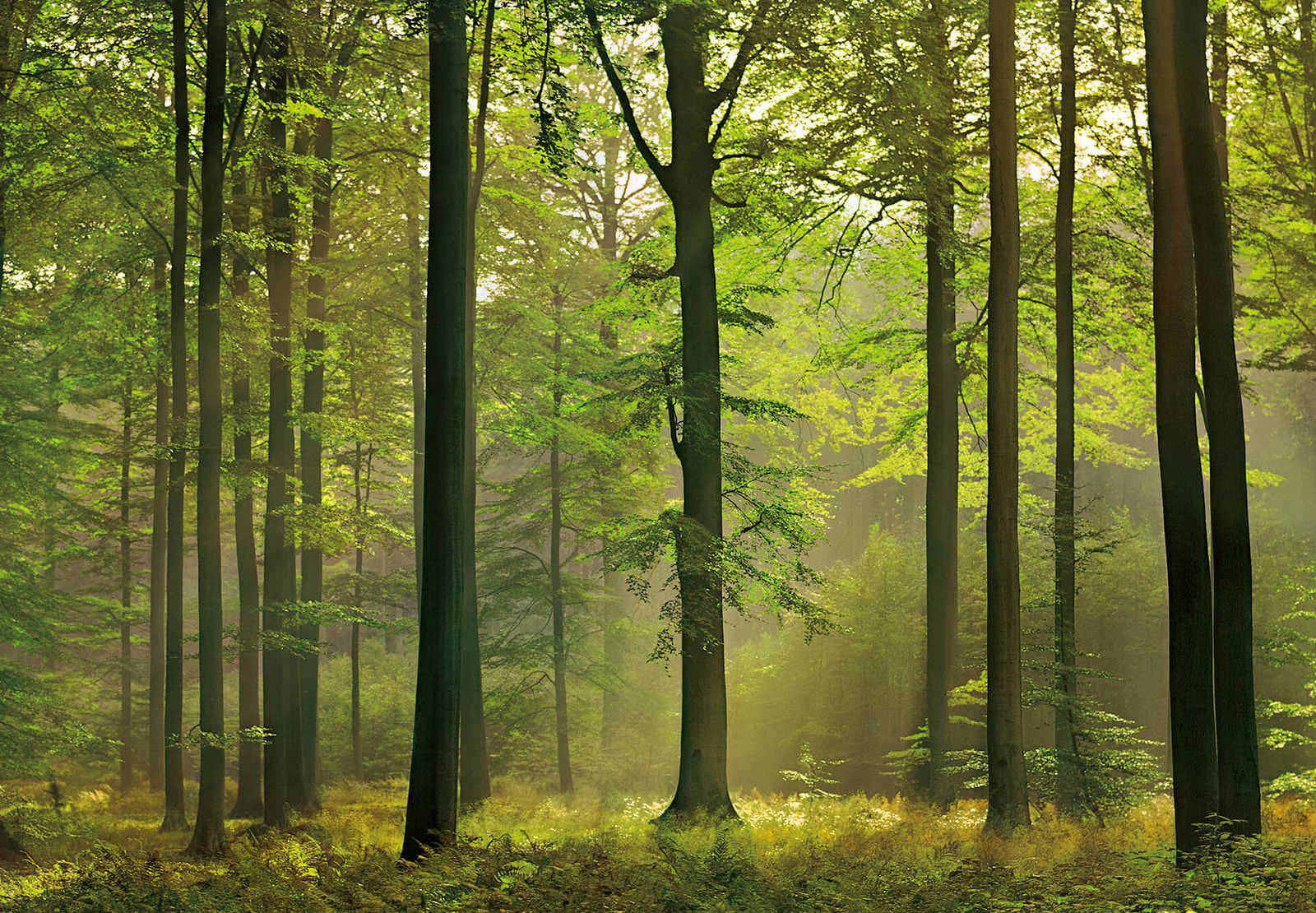            Wald Fototapete im herbstlichen Sonnenlicht – Grün
        
