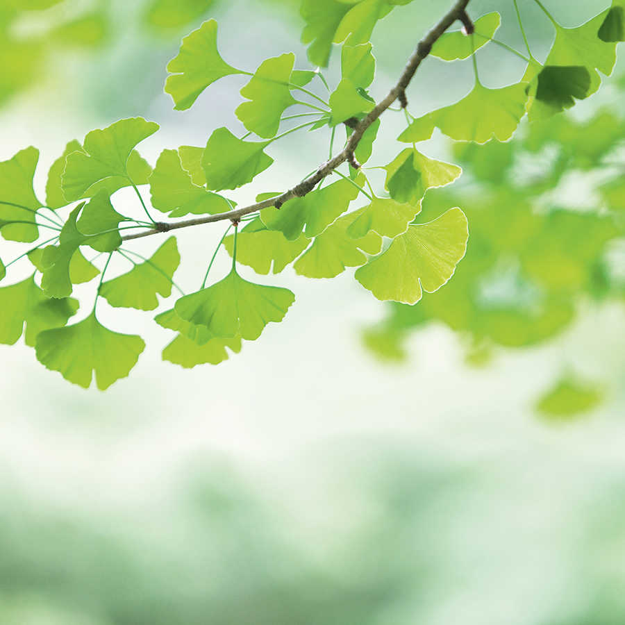 Ginkgo – Fototapete Blätterzweig Frühlingsgrün
